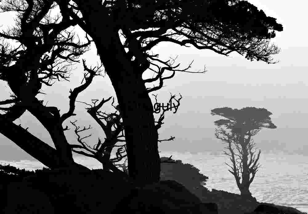Trees in the fog, Point Lobos Silhouetted Coastal Pines Looming Over Crashing Waves at Dawn