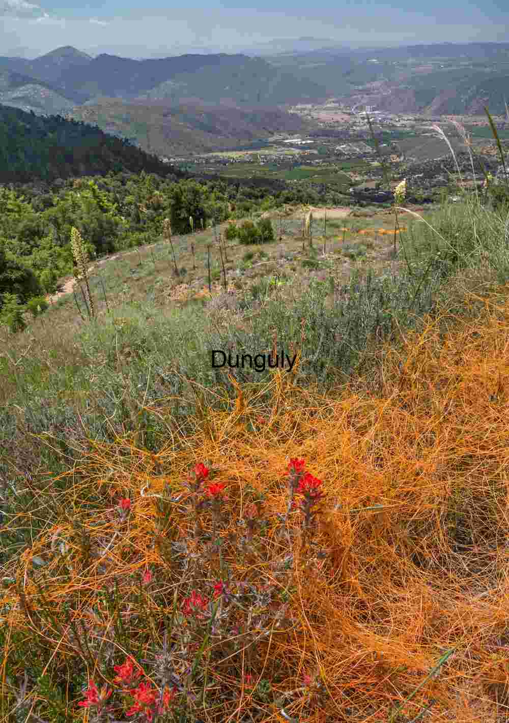 View from Palomar Mountain descending the Nate Harrison grade. Orange Dodder Vines and Wildflowers on Mountain Hillside β Desert Ecology, Biodiversity, and Scenic Landscape Photography