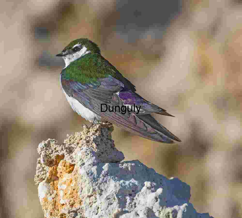 Violet-green sparrow perched on tufa, Mono Lake Iridescent Green and Brown Bird Perched on Light Rock