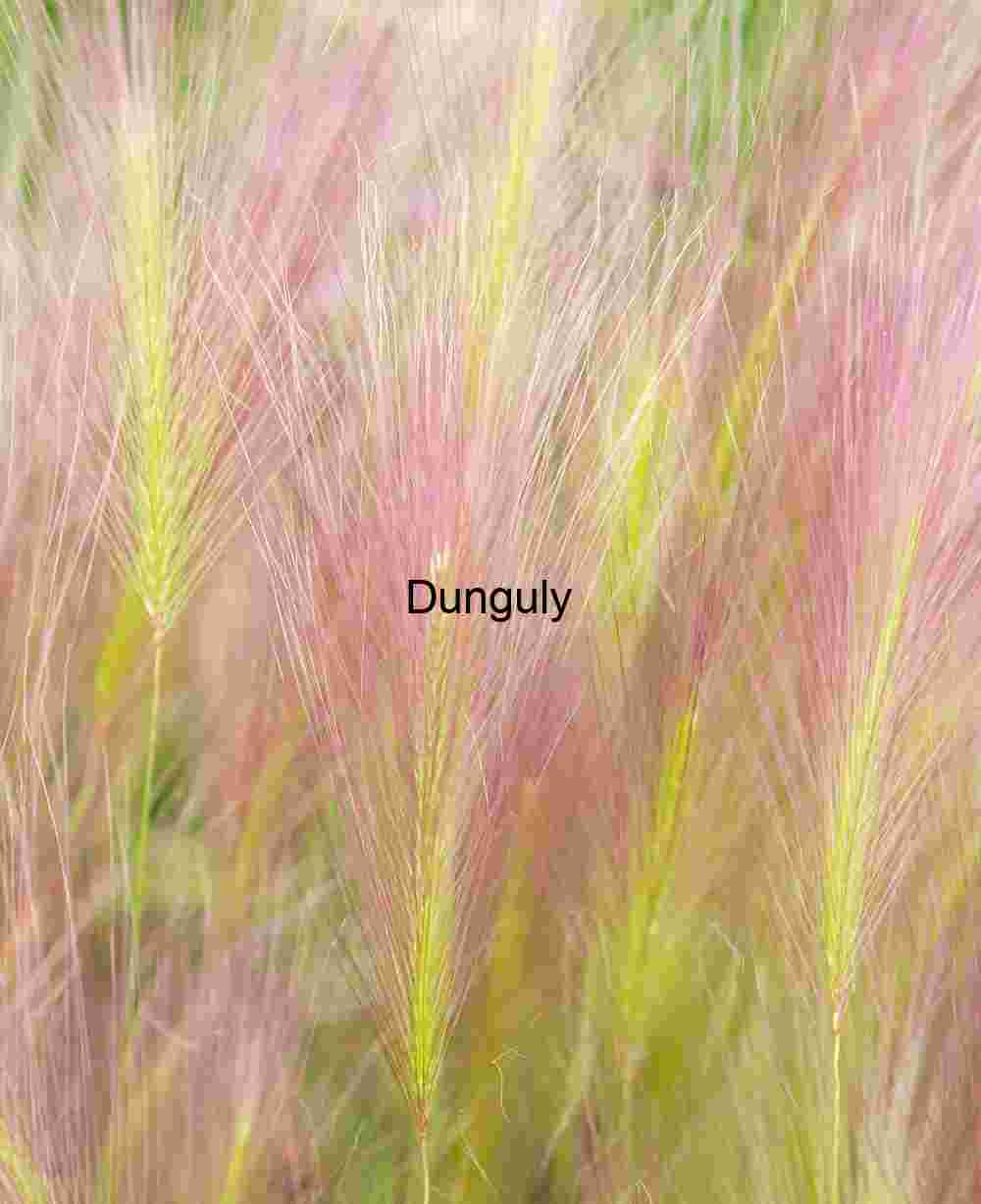 Watercolor brush grasses, Mono Lake - Copy Whispers in the Meadow: Foxtail Grass in Bloom