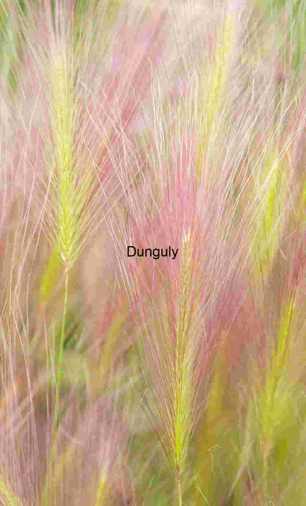 Watercolor brush grasses, Mono Lake Feathered Bloom: Foxtail Grass in Soft Transition