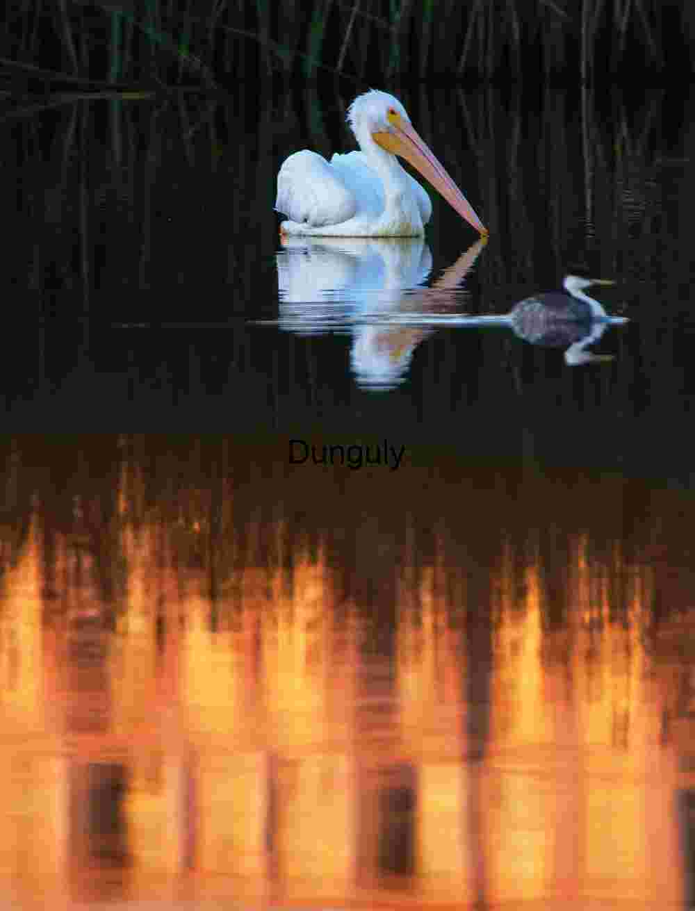 White pelican and friend, San Joaquin Marsh, UCI White Pelican and Grebe at Sunset on Tranquil Lake