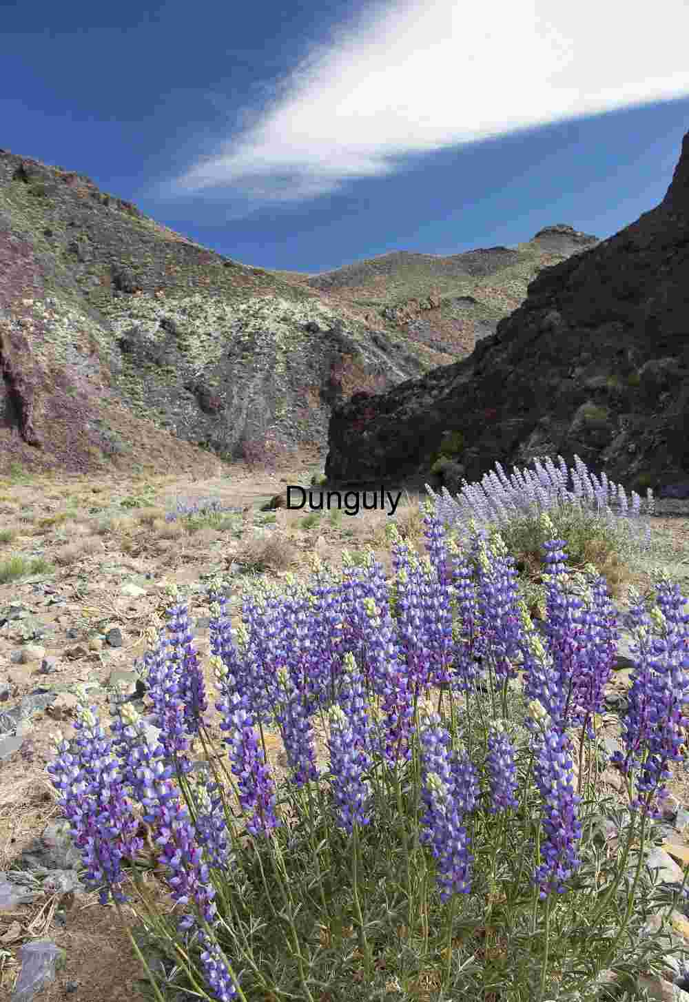 Wildflowers, canyon, cloud, Swansea Grade, Inyo Mountains Purple Lupine Bloom in Harsh Desert Landscape