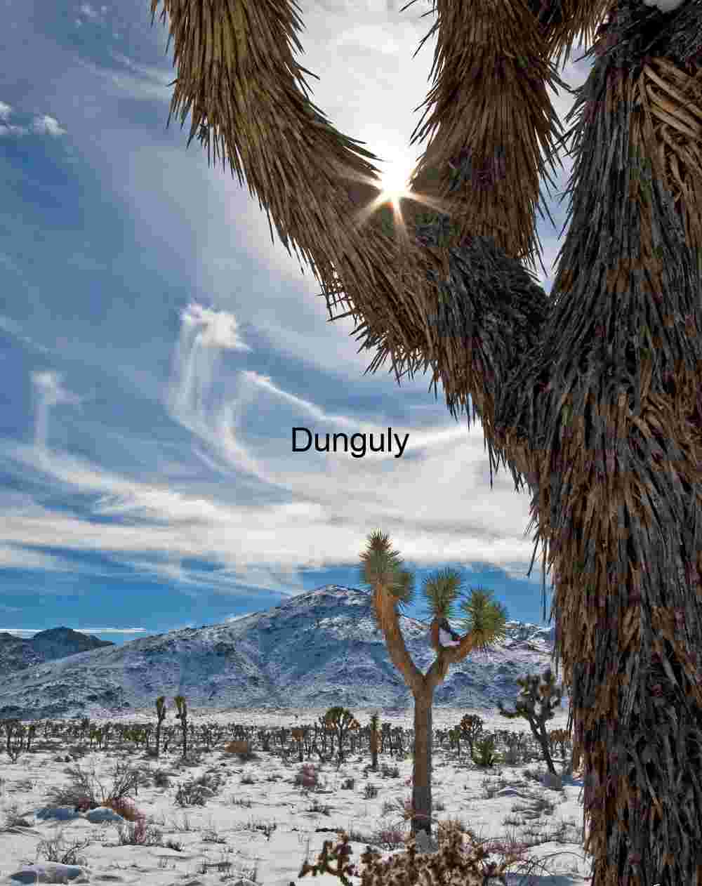 Winter sunburst through joshua tree - Joshua Tree N.P. Starburst Over Snow: Desert Light and Frozen Roots