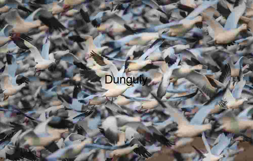 A density of snow geese; Bosque del Apache Snow Geese Blast-Off: Density in Flight at Bosque del Apache