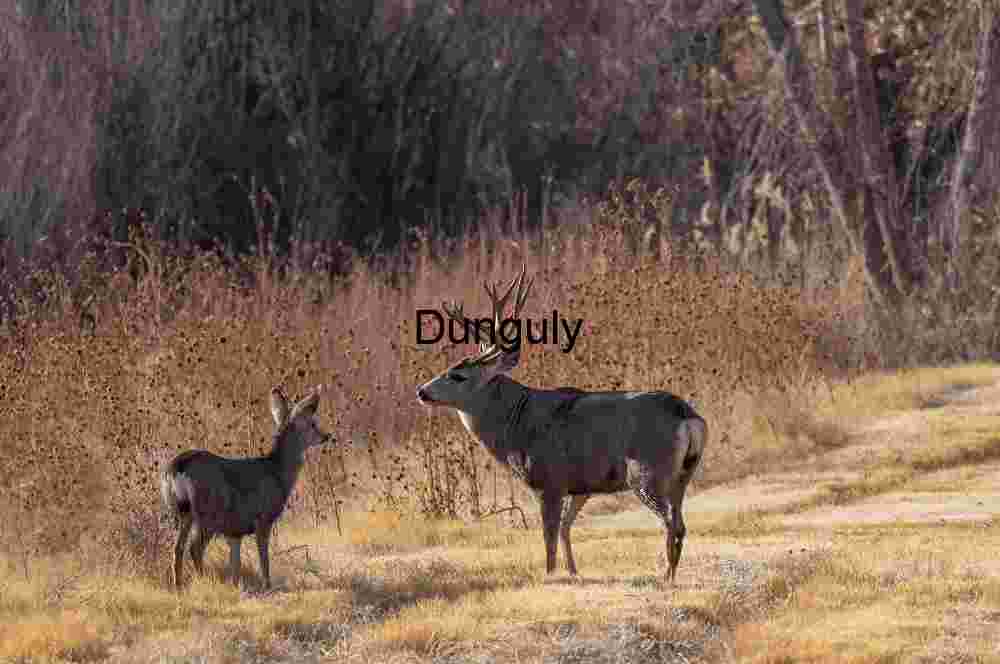 Adult and juvenile elk, Juvenile Mule Deer Portrait in Golden Arid Field|Adult and juvenile elk,
