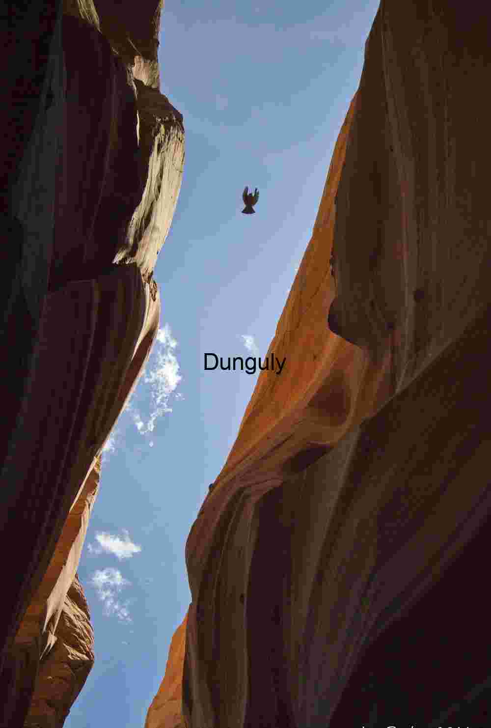 Bird in a canyon Bird in a canyon