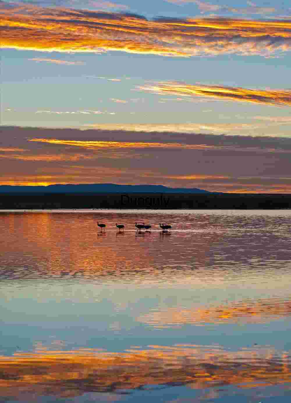 Bosque del Apache, cranes, and sunrise clouds Bosque del Apache Sunrise: Sandhill Cranes & Fiery Clouds