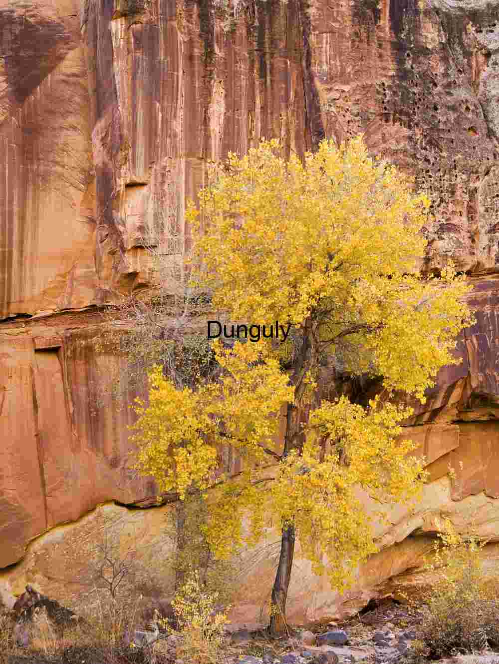 Cotonwood tree and rock wall Cotonwood tree and rock wall
