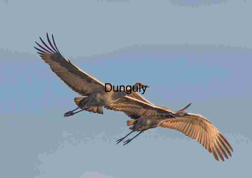 Crane in flight #9 Sandhill Cranes in mid-flight, Crane in flight #9
