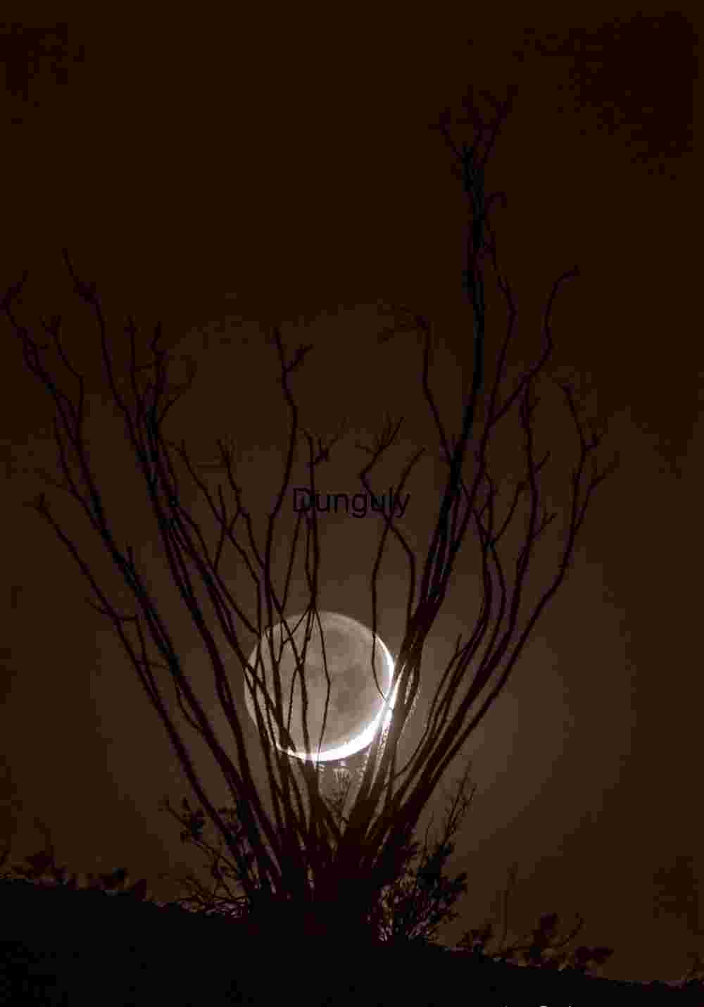 Crescent moon illuminated by earthlight setting behind ocotllo; Salton Sea Ultra Earthlight Moon Setting Behind Ocotillo - Desert Night Art