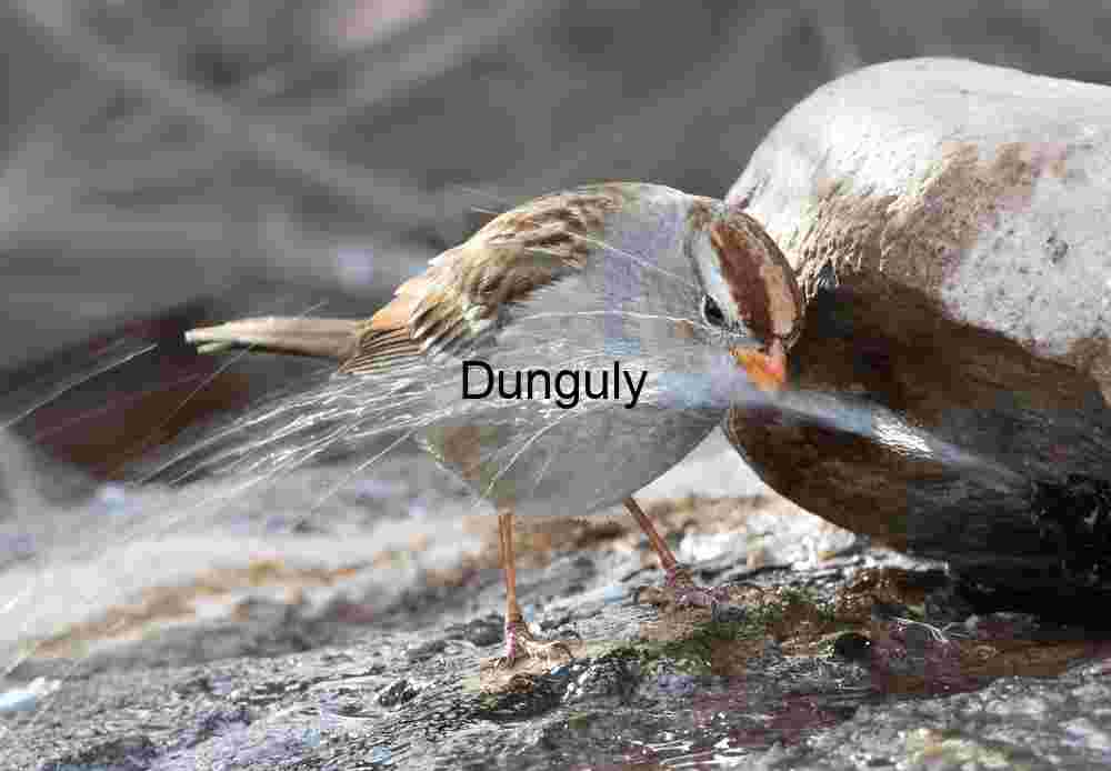 Drinking fountain; Bird Drinking from Fountain