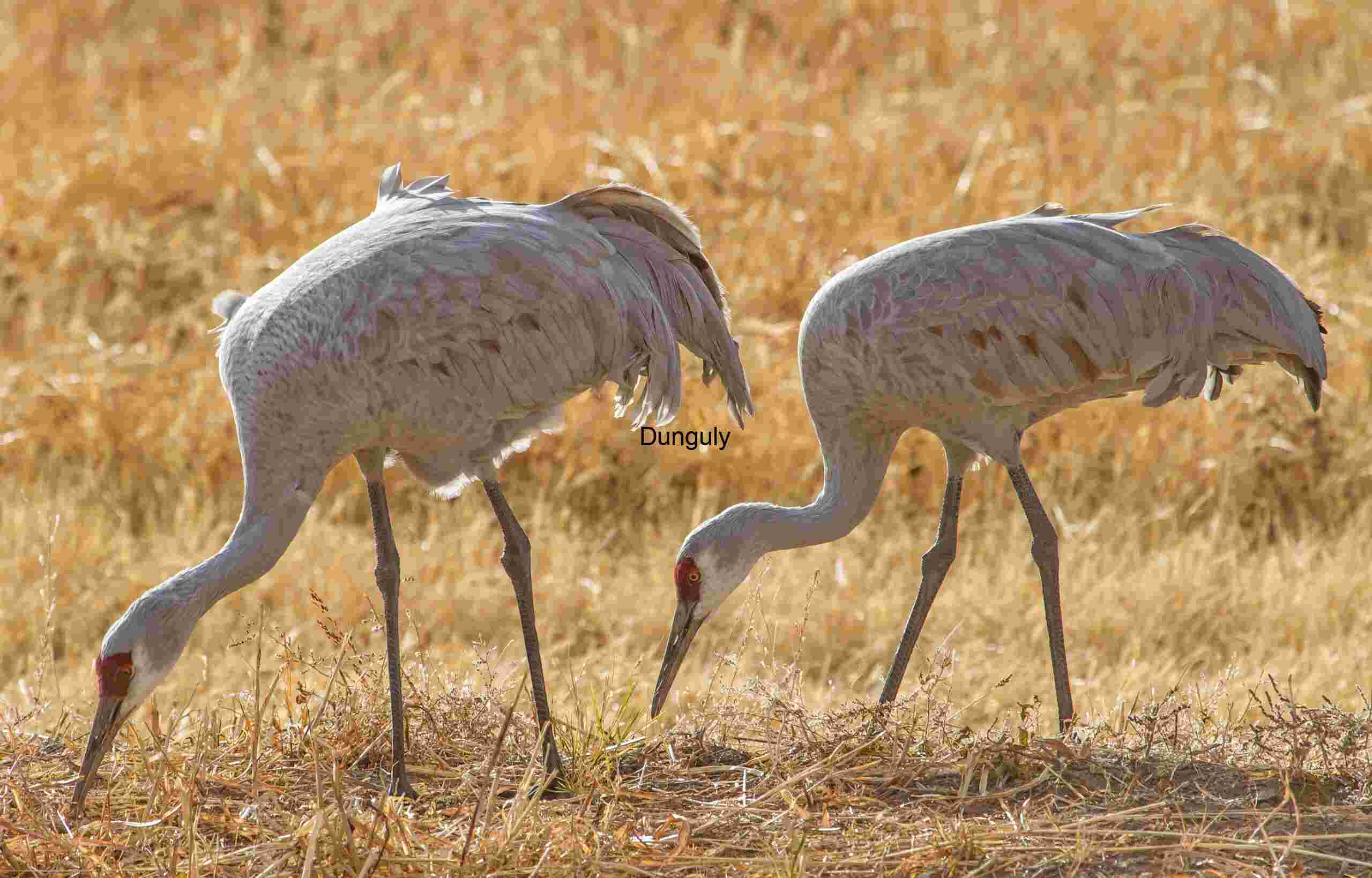 Feeding crane pair, Wildlife Action | Feeding crane pair