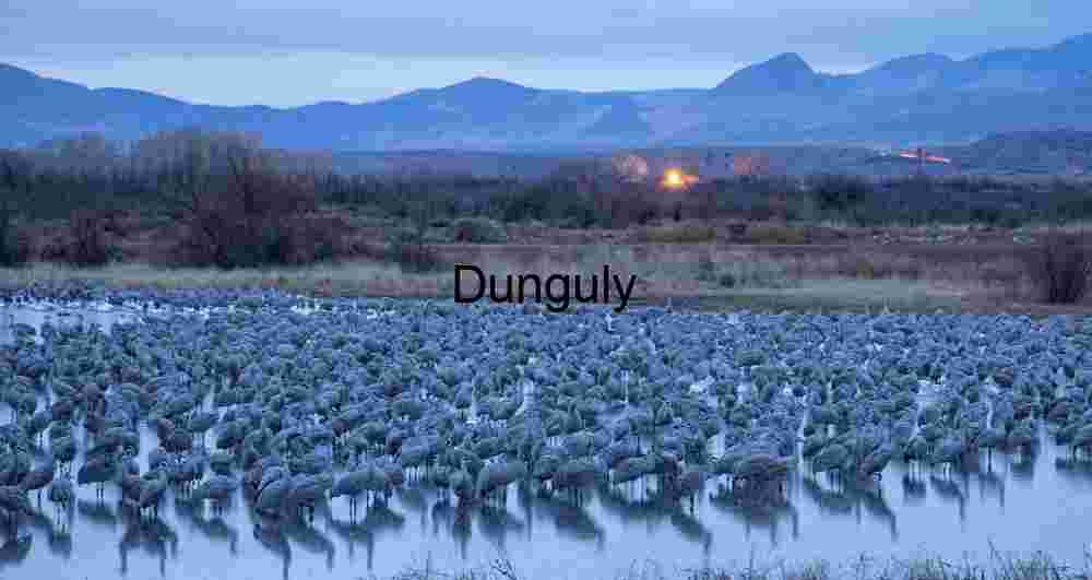 First light of dawn, sandhill cranes, on pond; Ladd Gordon, Waterfowl Complex - Copy Sandhill Cranes at Dawn on Pond – Ladd Gordon Waterfowl