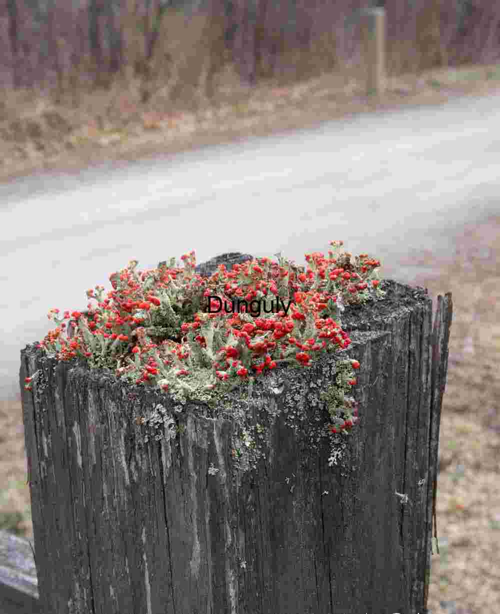 Gate post flowers; GAP trail Gate post flowers; GAP trail
