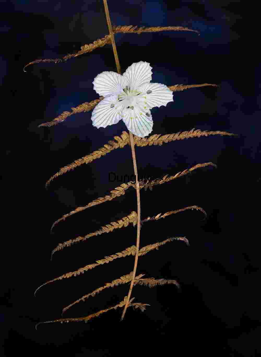 Grass of parnasus captured by a fern; John C, Campbell Folk School Grass of parnasus captured by a fern; John C, Campbell Folk School