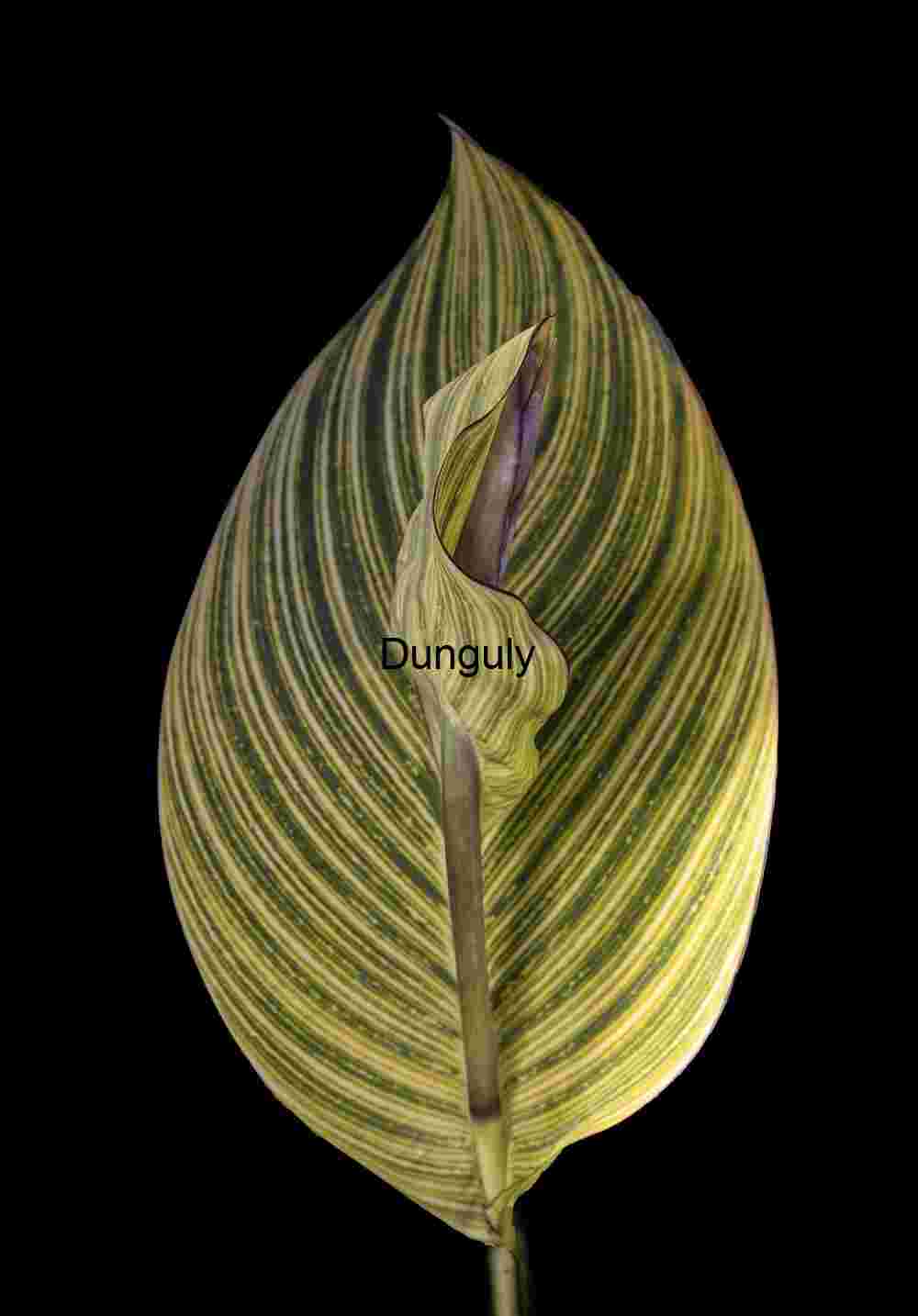 Involute leaf; John C, Campbell Folk School Dramatic Variegated Leaf on Black - Exotic Plant Art