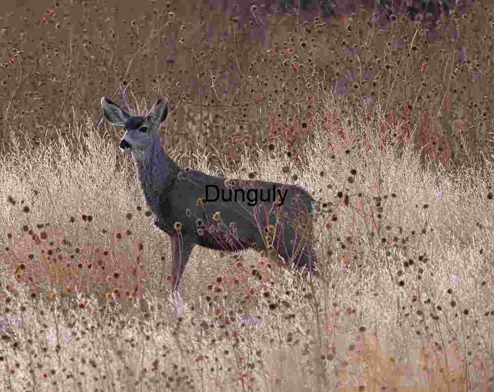 Juvenile elk in grasses; Juvenile elk in grasses