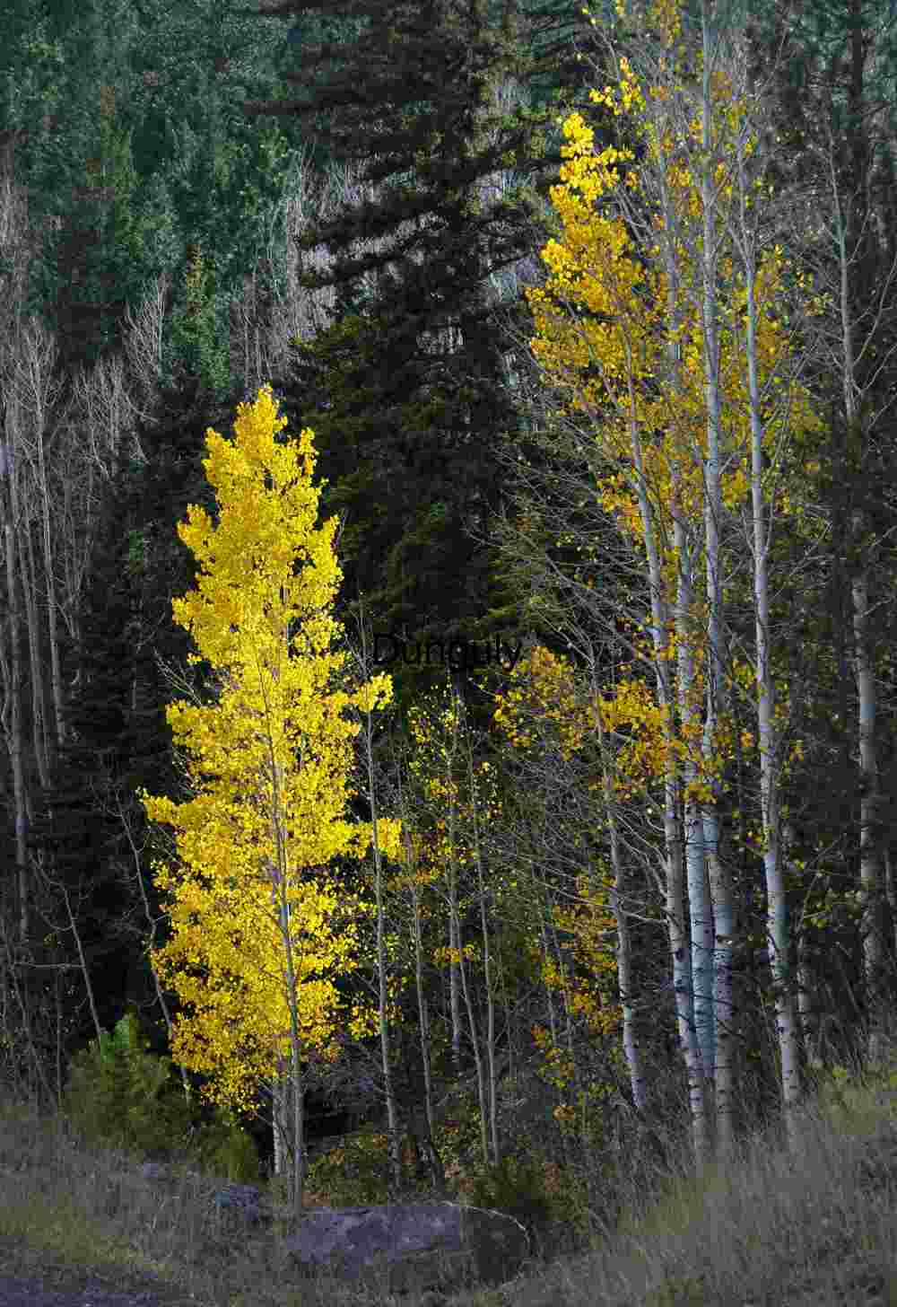 Last of the golden aspens Last of the golden aspens