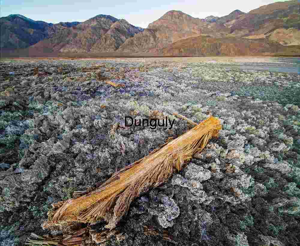 Log in the Devil's golfcourse, Saline Valley Weathered Log in Saline Valley Salt Flat - Desert Texture