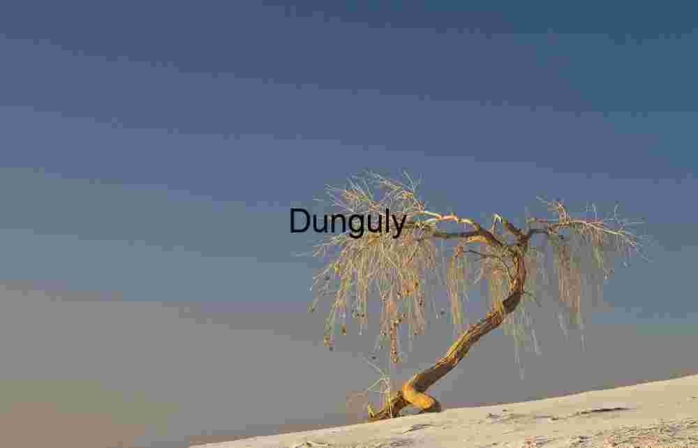 Lone tree and dune shadows White Sands Lone tree and dune shadows White Sands