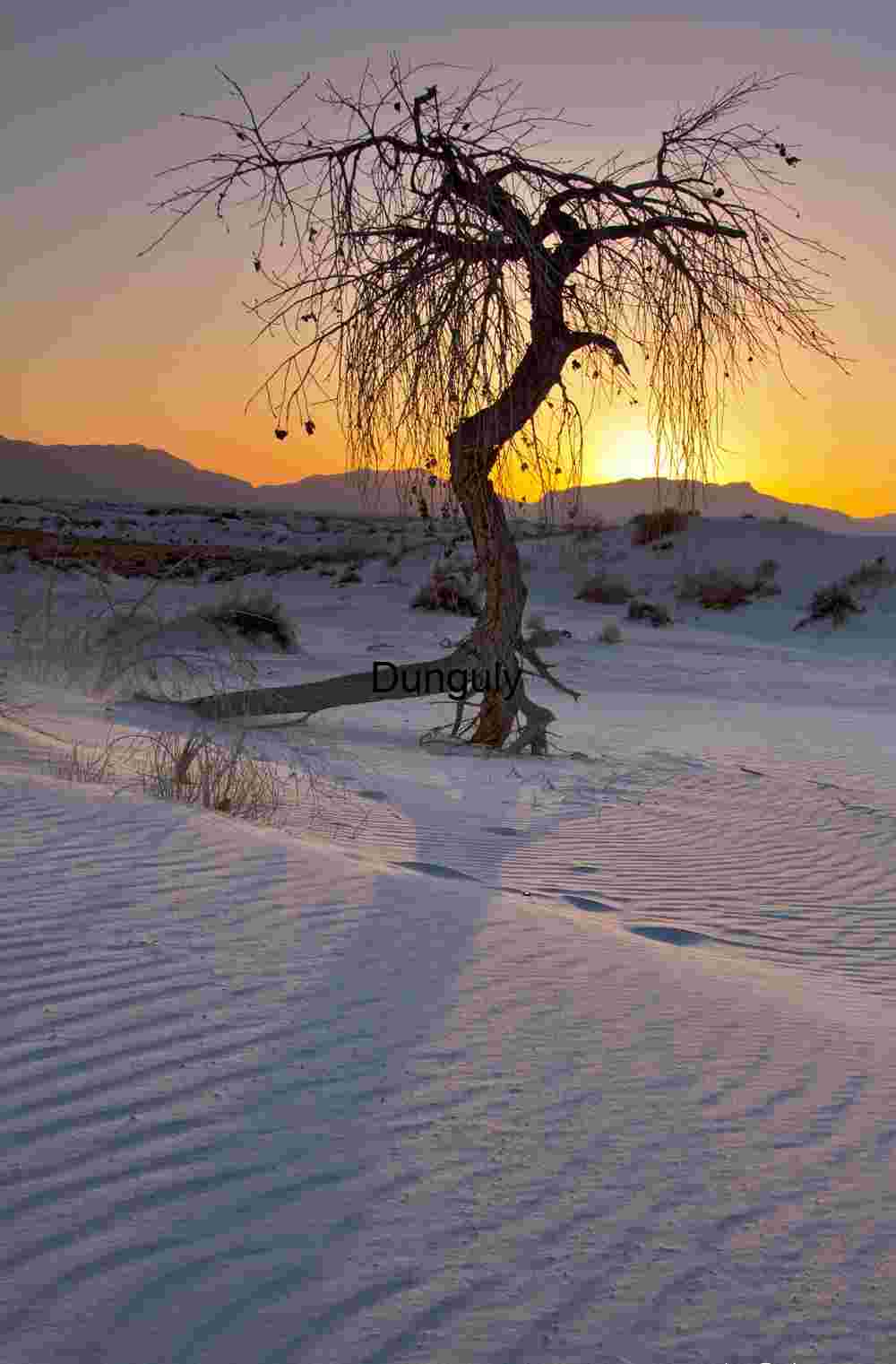 Lone tree and dune shadows Lone tree and dune shadows