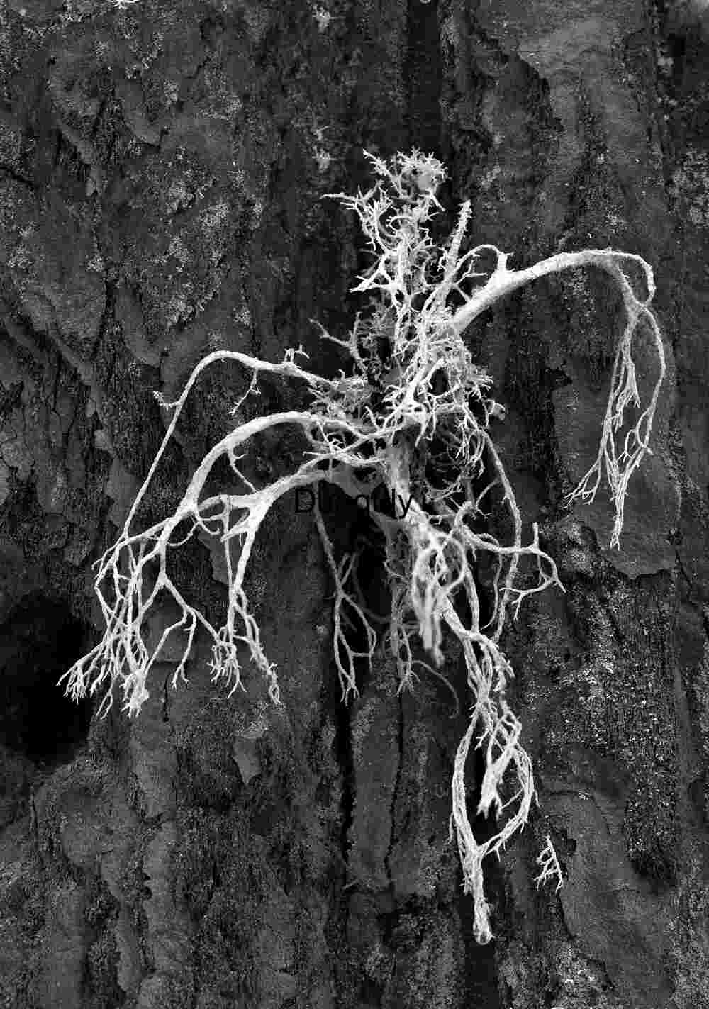 Moss on sequoia- Maripposa Black & White Lichen Sequoia Bark - Abstract Nature Detail