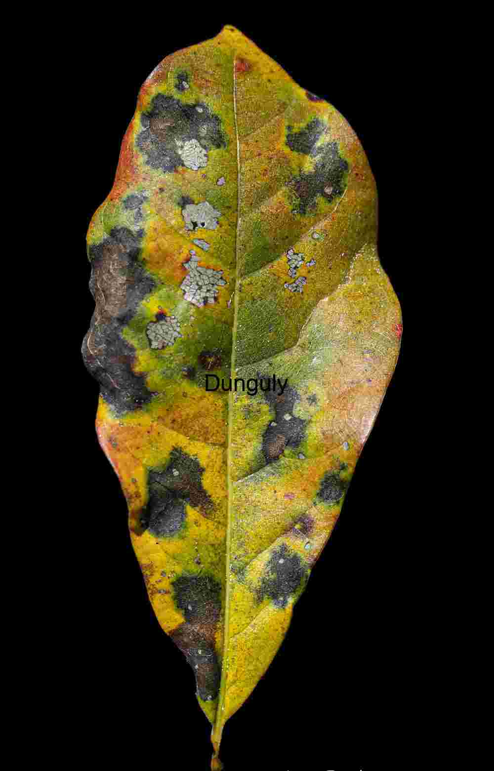 Mottled leaf; John C, Campbell Folk School Autumn Mottled Leaf Texture on Black - Nature Abstract