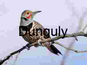 Northern flicker