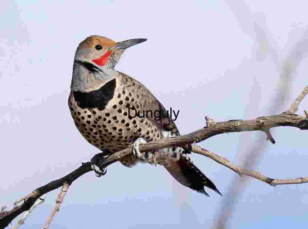 Northern flicker; Northern flicker