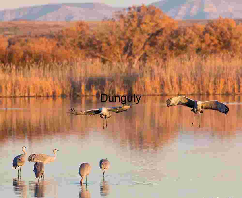 Paired landing, Bosque del Apache NWR Sandhill Cranes Paired Landing: Bosque del Apache Wildlife