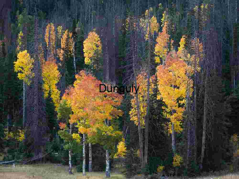 Red and yellow aspens Red and yellow aspens