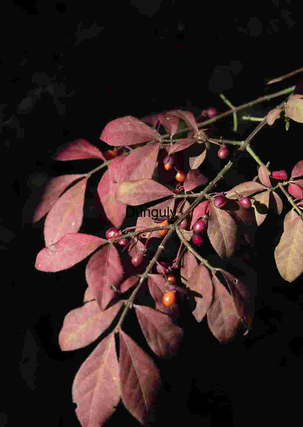 Red leaves; John C. Campbell Folk School Dramatic Autumn Foliage: Red Leaves & Berries on Dark Background