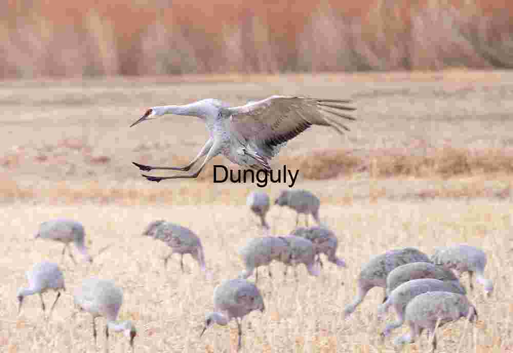 Sandhill crane braking to land; Bosque del Apache Sandhill Crane Braking to Land at Bosque del Apache Refuge
