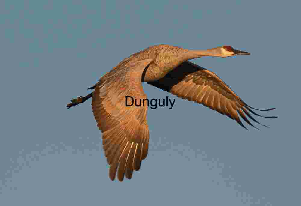 Sandhill crane in flight, wings down, sunrise light; Sandhill Crane in Golden Sunrise Light, Wings Down