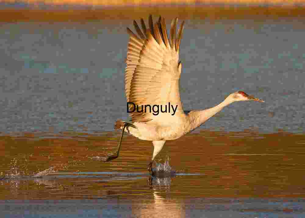 Sandhill crane take-off, wings up; Sandhill crane take-off, wings up