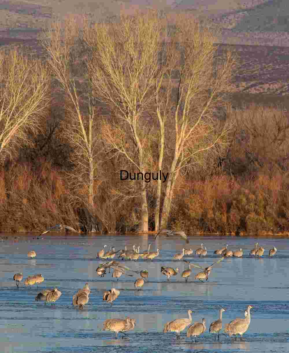 Sandhill cranes in pond below trees; Sandhill cranes in pond below trees | Sandhill Cranes Walking Over