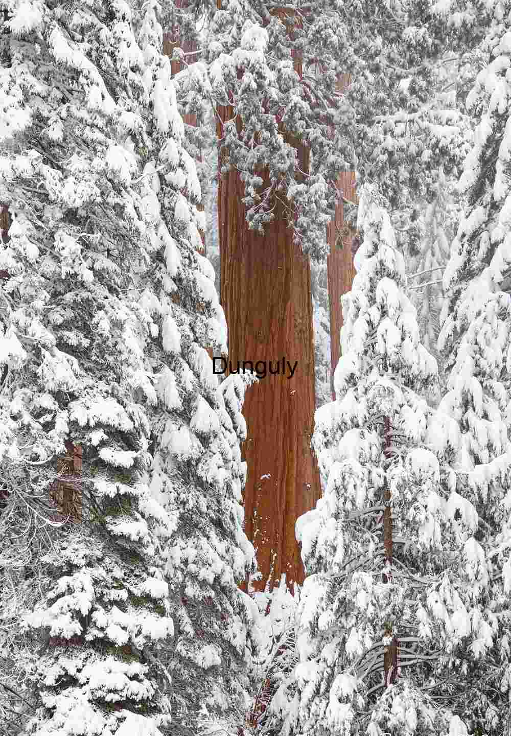 Sequoia trunk hiding behind snow-covered branches- Kings Canyon N.P. Close- Giant Sequoia Trunks Winter Snow Vertical Forest Scene