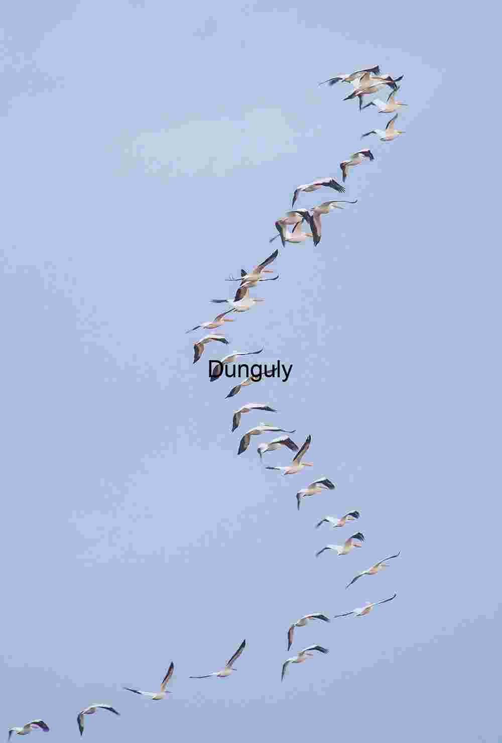 Sinous flock of white pelicans, Sinous flock of white pelicans
