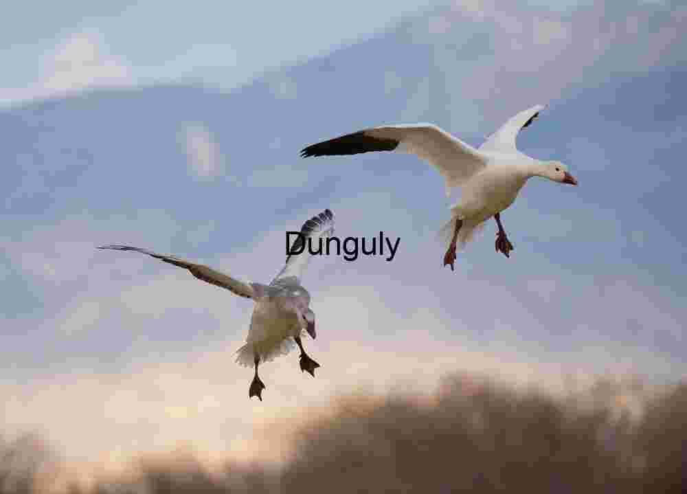 Snow geese, wings flared; Flight Amidst Snow Geese Flock | Snow geese, wings flared