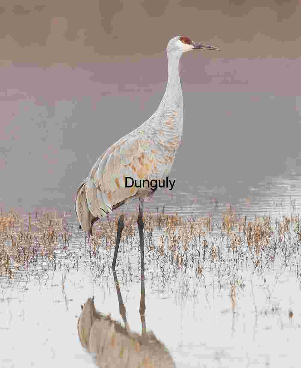 Solitary, crane reflection, Bosque del Apache NWR Solitary Sandhill Crane Reflection, Bosque del Apache NWR