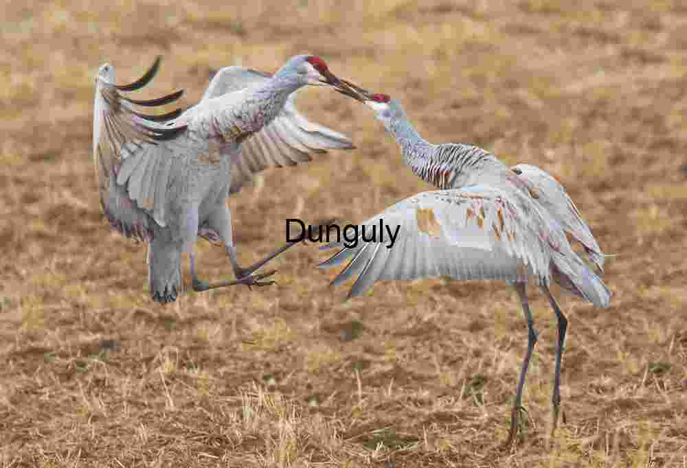 Squabbling sandhill cranes; Sandhill Cranes Fighting: Wildlife Conflict in Nature