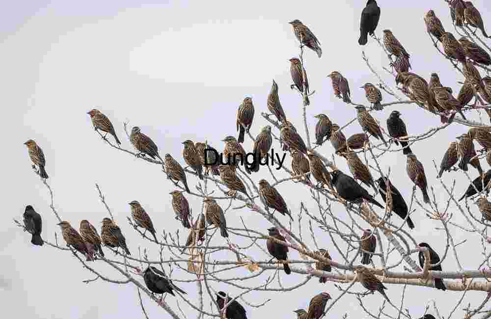 Starlings on branches; Starlings on branches