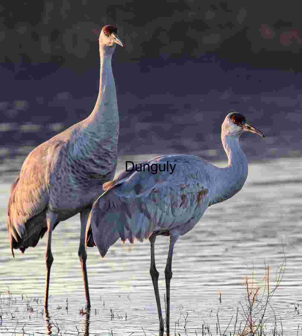 Stately sandhill cranes; Majestic Sandhill Cranes at Dawn | Wildlife Art Print