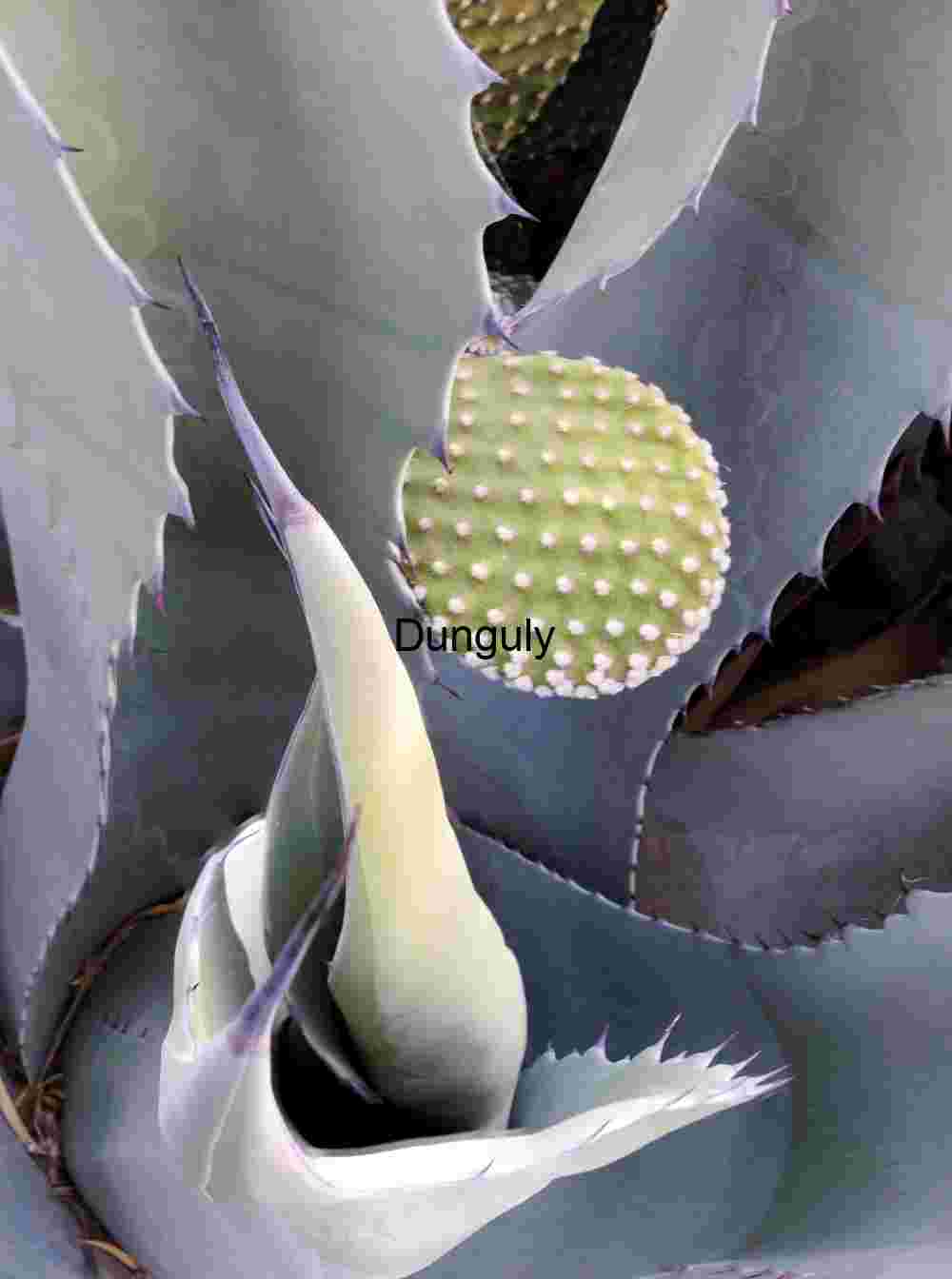 Succulent #2; Bosque del Apache Agave New Growth Close-up: Desert Succulent Textures