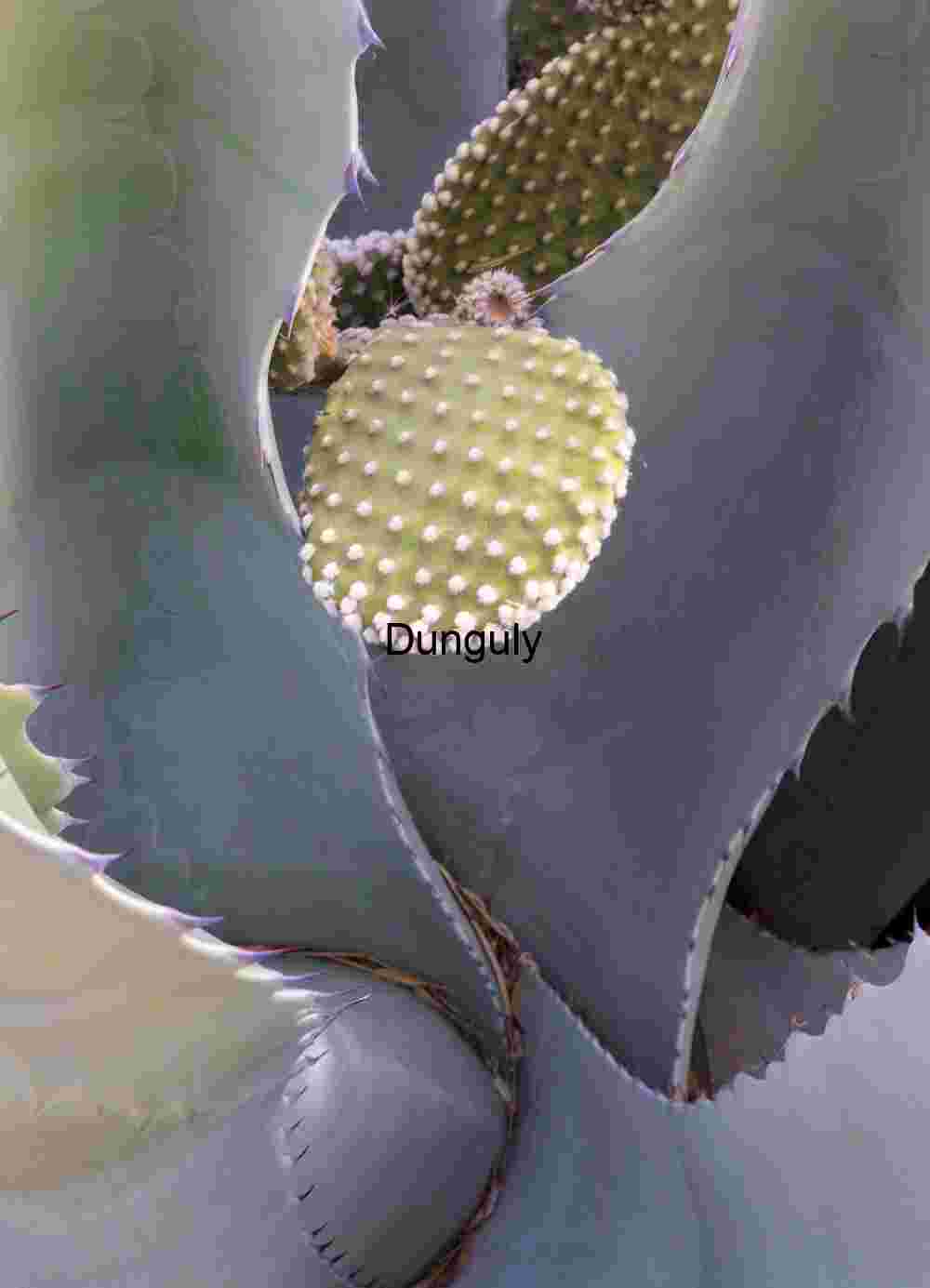 Succulent, Succulent | Agave New Growth Close-up