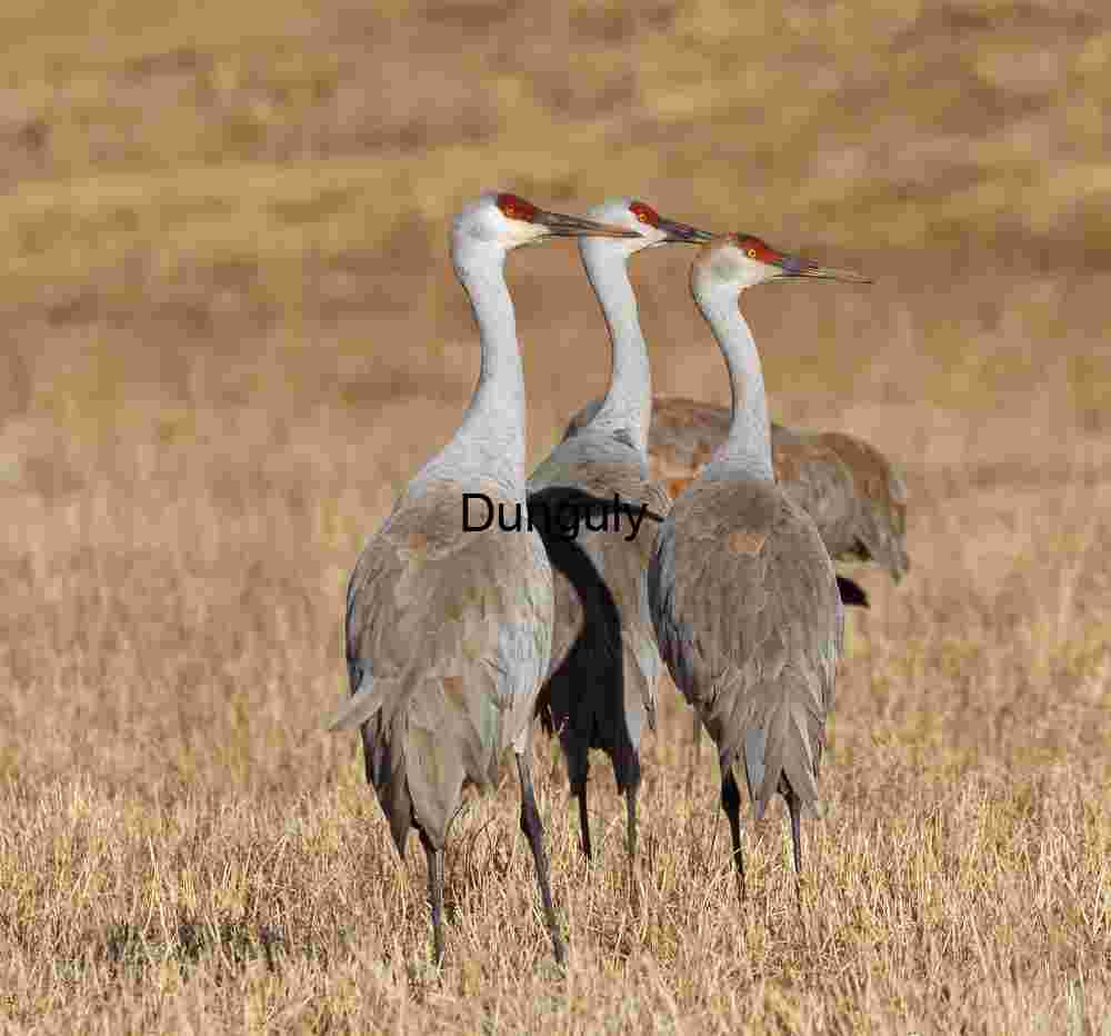 Three sandhill cranes on grass looking right; Three Sandhill Cranes Standing Tall in Dry Grassland