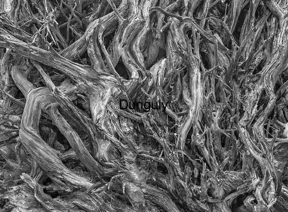 Tortuous sequoia roots- Kings Canyon Tortuous Sequoia Roots - Kings Canyon (Black & White Abstract)