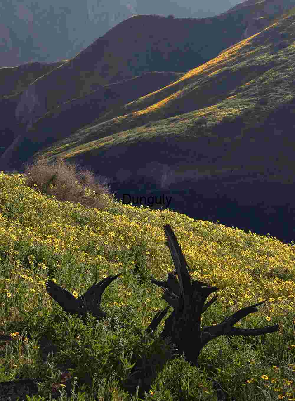 Tree stump among carpet of daisies- Carrizo Plain National Monument California Superbloom Hillside with Goldfields and Lone Shrub | Tree stump among carpet of daisies