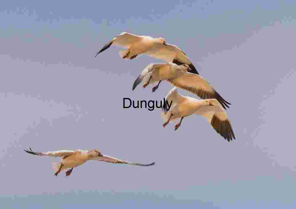Trio of snow geese; Four Snow Geese in Dynamic Flight Against a Pale Sky